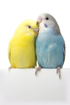 Fototapeta two birds are on a white background