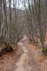 pathway in autumn forest