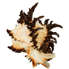 Seashell isolated on white background