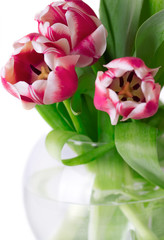 Obraz premium Bouquet of pink tulips close up in a round vase