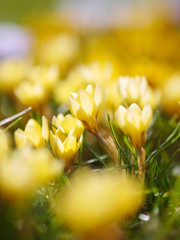 crocus meadow spring