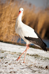 Beautiful stork at the park