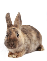 Zwergkaninchen - dwarf rabbit