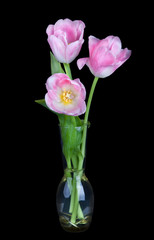 Bouquet of beautiful pink tulips in vase isolated on black backg