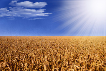 weizenfeld mit regen und sonne