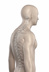 Man spine kyphosis phase 2 isolated