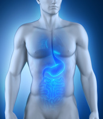 Digestive organ anatomy