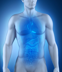 Male organs anatomy