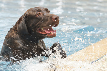 Chocolate labrador