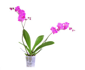 Fototapeta na wymiar Gentle beautiful orchid isolated on white