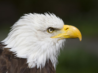 Portrait of an american bald eagle