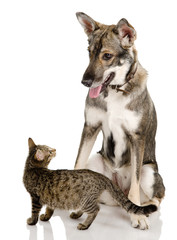 Dog And Kitten. isolated on white
