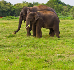 Two elephants in Thailand