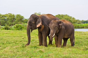 Naklejka na ściany i meble Two elephants in Thailand