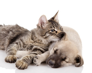 Kitten and a pup together. isolated on white