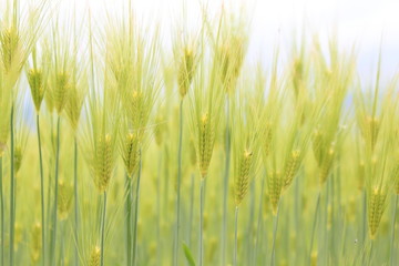 大麦　barley