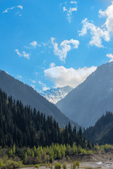 Nature of the fir and green mountains and blue sky, Kazakhstan