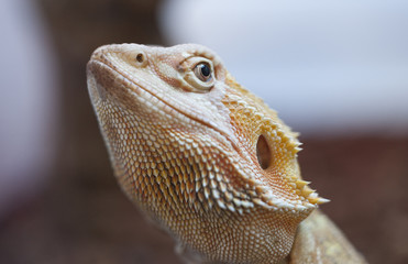 bearded dragon lizard