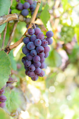 Blue grapes on vine