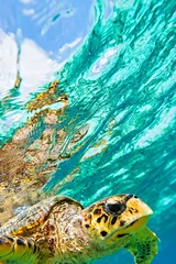 Printed roller blinds Tortoise sea turtle