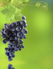 grappe de raisin muscat noir