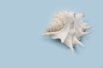 Fototapeta na wymiar Old seashell
