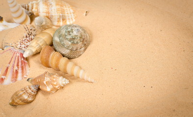 Seashells