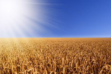 Naklejka premium weizenfeld im sonnenlicht