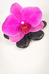 Fototapeta na wymiar Beautiful orchid and black stones