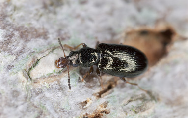 Salpingus planirostris on wood, extreme close-up