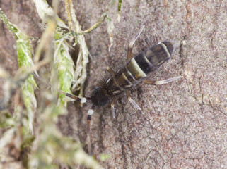 Springtail (Collembola) sitting on wood, extreme close-up
