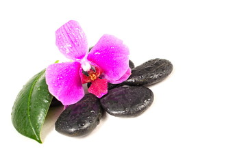 Beautiful orchid and black stones