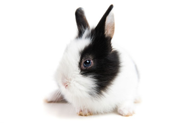 Easter bunny isolated on white background