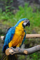 ルリコンゴウインコ