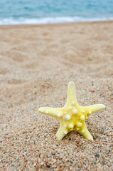 starfish