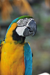 ルリコンゴウインコ