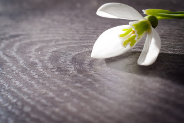 Snowdrop flower