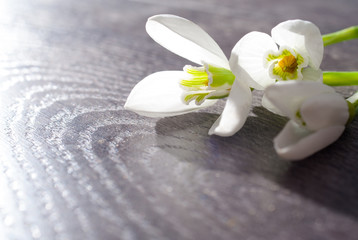 Snowdrop flower