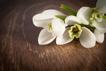 Snowdrop flower on wood background