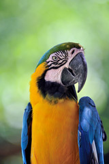 Fototapeta premium ルリコンゴウインコ