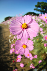 Obraz premium コスモス