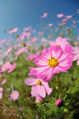 Fototapeta premium コスモス