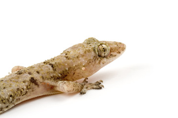 Gecko head