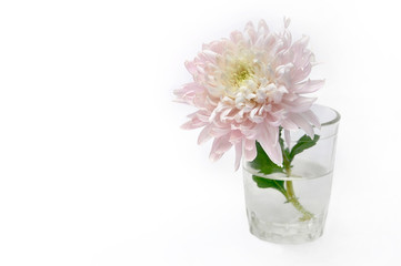 Chrysanthemum in a glass