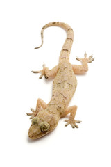Naklejka premium Gecko