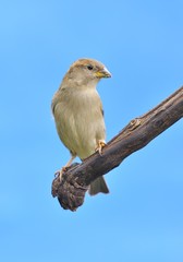 Passer Domesticus.