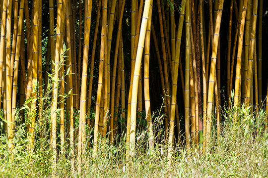 bamboo tree