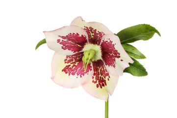 Hellebore