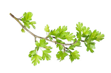 Fototapeta na wymiar Tree branch with green leaves isolated