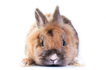 rabbit on a white background